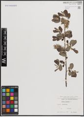Foto von Salix cinerea L.